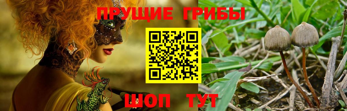 цена   Вход с VPN  Луга  Псилоцибиновые грибы мухоморы 